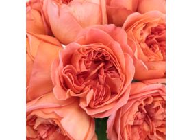 Garden rose Rene Goscinny