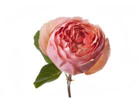 Garden rose Salmasanar