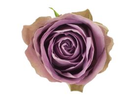Garden Rose Tiara