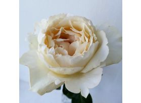 Garden Roses Cream Piaget (Classic)