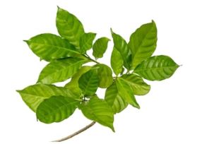 Gardenias  Folliage