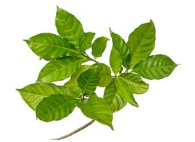 Gardenia Foliage