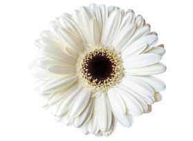 Gerbera Daisy — white