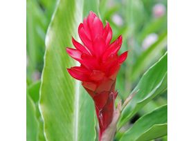Ginger Red
