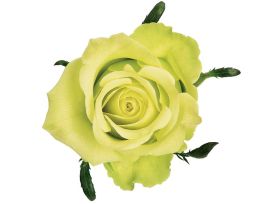 Green rose Jade