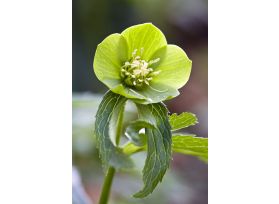 Hellebore - Green
