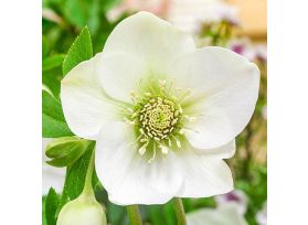 Hellebore - White