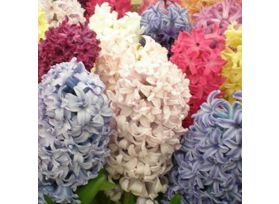 Hyacinth Assorted