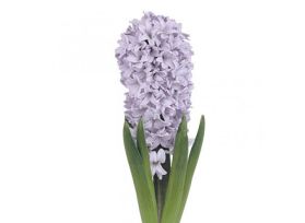 Hyacinth Lavender