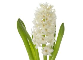 Hyacinth White