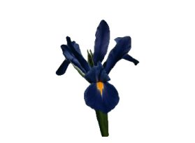 Iris Blue