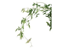 Jasmine Vine