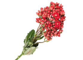 Kalanchoe Red