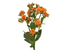 Kalanchoe Orange
