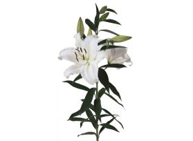 L.A Hybrid White
