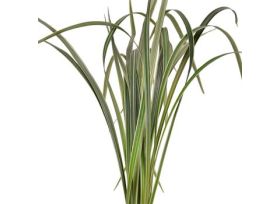 Lily Grass Green