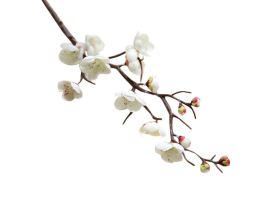 Magnolia Branches