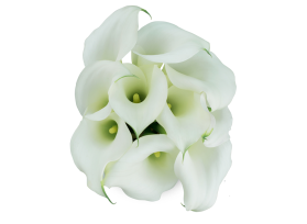 Mini Calla Lily White 50 cm