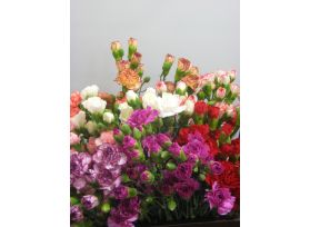 Mini Carnations Assorted