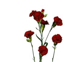 Mini Carnation Burgundy