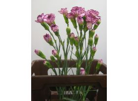 Mini Carnation Lavander