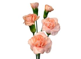 Mini Carnation Peach