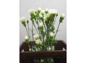 Mini Carnation Cream