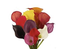Mini Calla Lily Assorted 50 cm