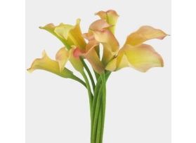 Mini Calla Lily Peach 50 cm