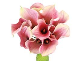 Mini Calla Lily Peach Petite