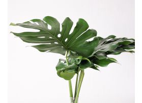 Monstera Large