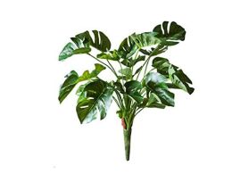 Monstera Small