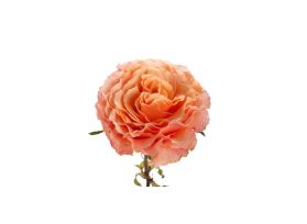 Garden Rose Campanella