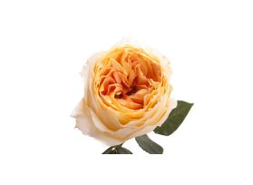 Garden Rose Caramel Antique