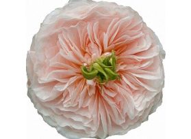 Garden Rose Charity