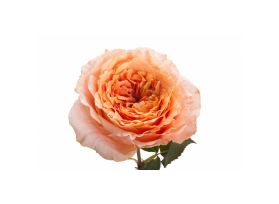 Garden Rose Mayra Peach