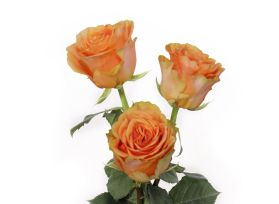 Garden Rose Peach xpression
