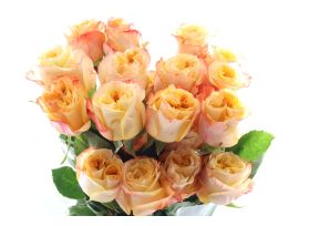 Garden Rose Sweet xpression