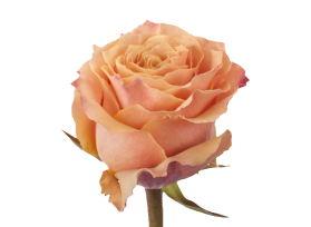 Peach rose Carpediem