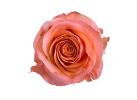 Peach rose Coral Reef