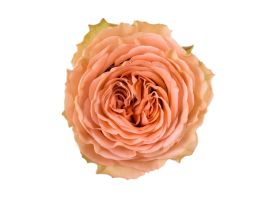 Peach rose Country Home