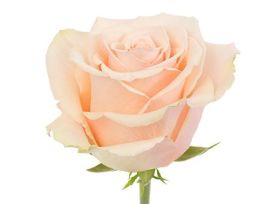 Peach rose Primavera
