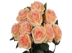 Peach Roses - 40 / 50 cm  Pack 100
