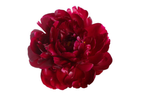 Peonies - red