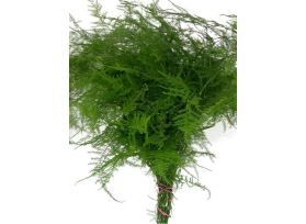 Plumosa