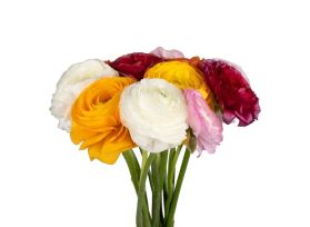 Ranunculus - Assorted