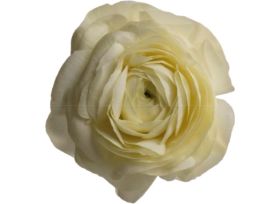 Ranunculus Cream