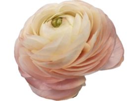 Ranunculus - Pastello