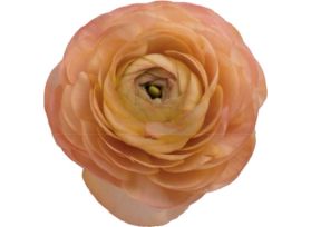 Ranunculus - peach