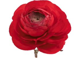 Ranunculus - red